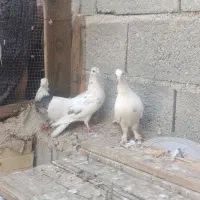 کبوتر انواع