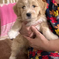 توله‌تریراصیل