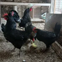 مرغ تخم گذار