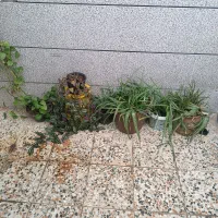 گل همه برا فروش