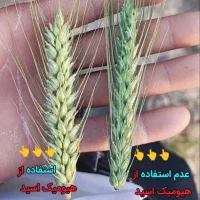 بهترین کودبرای افزایش محصول برای کشت پاییزه تضمینی|خدمات باغبانی و درختکاری|اهواز, بهارستان|دیوار