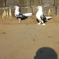 نر و ماده دوکتی اصفهانی سر قدیم|پرنده|برخوار, |دیوار