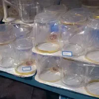 استکان ساده و لب طلا