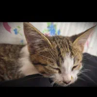 گربه پشمالو و خوشگل|گربه|زنجان, |دیوار