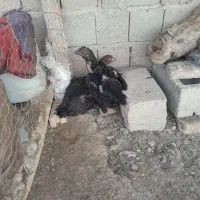 مرغ لاری کرک