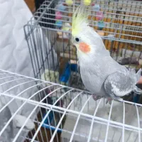 پرنده عروس هلندی نر آواز خوان