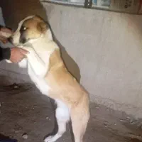 سگ ماده «سزار»