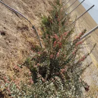 فروش باغ|فروش خانه و ویلا|صالح آباد, |دیوار