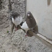 پرنده