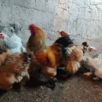 فروش مرغ وخروس برهما