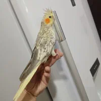 عروس‌هلندی ماده