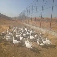 قاز محلی گوشتی