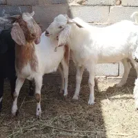 فروش دو رای کهره ی نر بافق