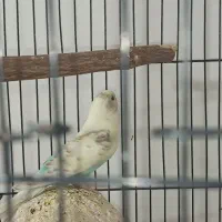 مرغ عشق|پرنده|جم, |دیوار