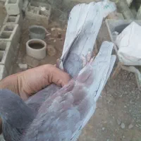 دوتا تهرانی گرفتنی