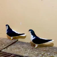 کبوتر رنگی چپی سیاه|پرنده|دیلم, |دیوار