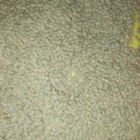 عدس 220 ت