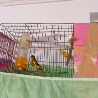 قناری ماده|پرنده|رودسر, |دیوار