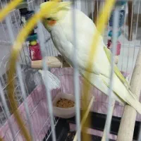 عروس هلندی سخن گو