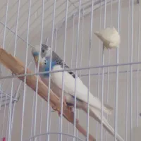 یک مرغ عشق نرماده اش فرارکرده پنج تخم داشت|پرنده|بوکان, |دیوار