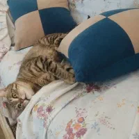 گربه گم شد|حیوانات|شیروان (خراسان), |دیوار