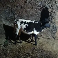 گوساله ماده دورگ