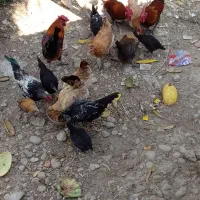 فروش خروس
