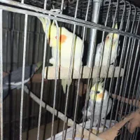 عروس هلندی قیمت مفت مفت