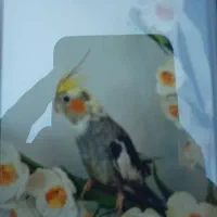 عروس هلندی