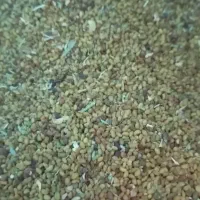 بذر علف|گل و گیاه طبیعی|ایرانشهر, |دیوار