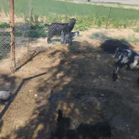 بزغاله|حیوانات مزرعه|اندیمشک, |دیوار