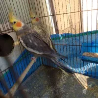 عروس هلندی فوق مولد معاوضه