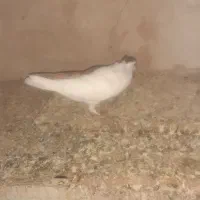 کبوتر|پرنده|بجنورد, |دیوار