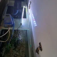 آکواریوم|ماهی|زابل, |دیوار