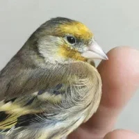 سیره قناری ماده