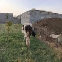 گاو هلشتیان|حیوانات مزرعه|انزل, |دیوار