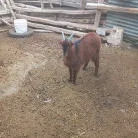 باسلام کره ماده آلپاین از مادری پرشیر