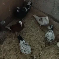 کفتر یا کبوتر|پرنده|مشکیندشت, |دیوار