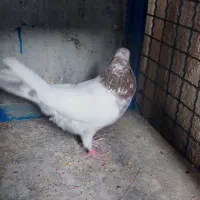 تعدادی کفتر به شرط