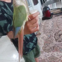 گرینچیک نر سخنگو