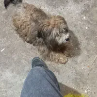 سگ شیتزو پاکوتاه