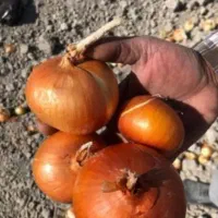 بذر پیاز روز کوتاه|خدمات باغبانی و درختکاری|مرودشت, ولایت|دیوار