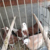 کفتر جوجه پرشی ضمانتی