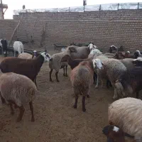 شیشک ۱۸ عدد میش ۱۶عدد قوچ ۲عدد|حیوانات مزرعه|کاکاوند, |دیوار