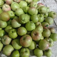 سیب گلاب درجه یک