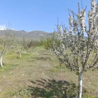 باغ|فروش زمین و ملک کلنگی|دینور, |دیوار