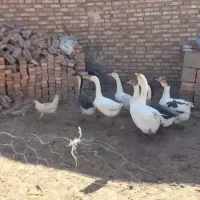 غاز|حیوانات مزرعه|خوی, |دیوار