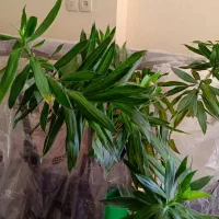 فروش وسایل کافه