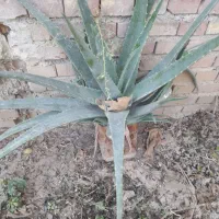 گل الوئه ورا|گل و گیاه طبیعی|گنبد کاووس, |دیوار