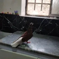 کفتر